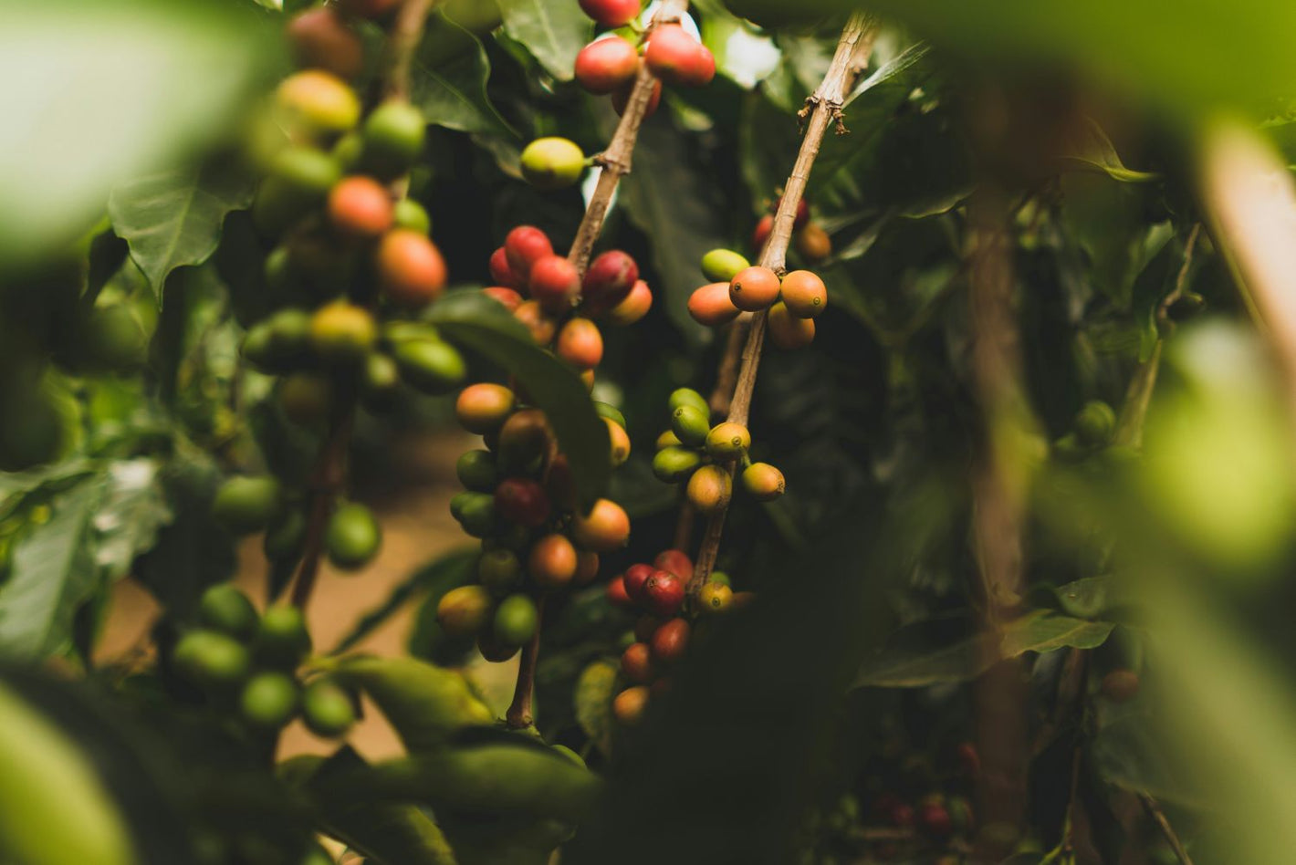 Fresh organic coffee berries on the tree, waiting to ripen.